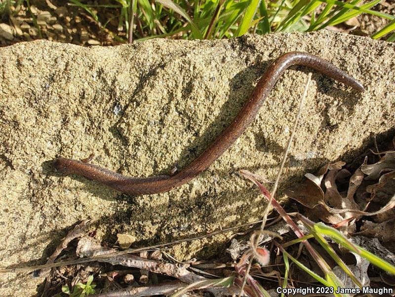 Gabilan Mountains Slender Salamander (Batrachoseps gavilanensis)