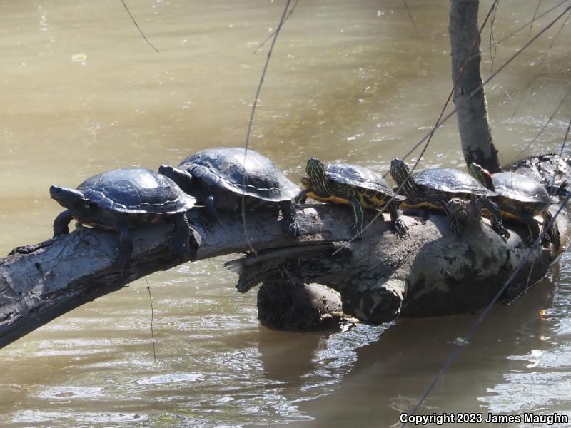 Red-eared Slider (Trachemys scripta elegans)