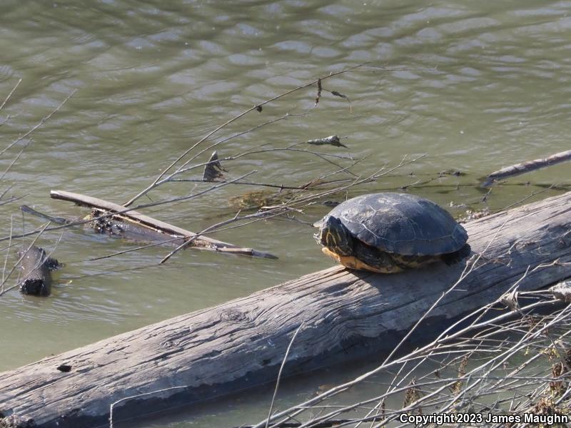 Red-eared Slider (Trachemys scripta elegans)