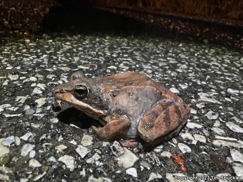 Wood Frog (Lithobates sylvaticus)