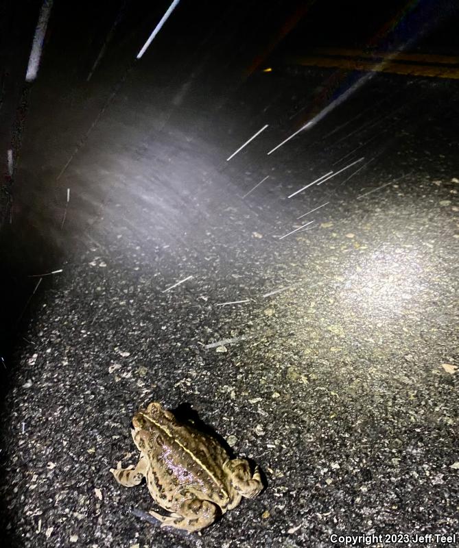 Southern California Toad (Anaxyrus boreas halophilus)