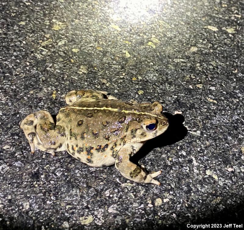 Southern California Toad (Anaxyrus boreas halophilus)