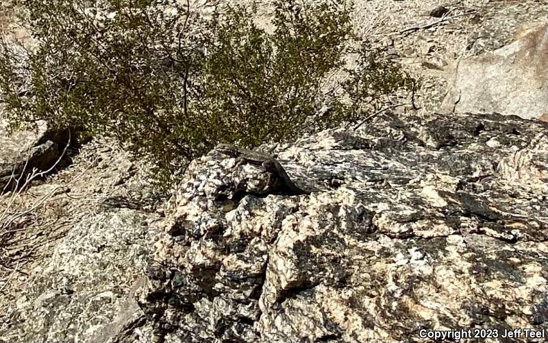 Western Side-blotched Lizard (Uta stansburiana elegans)