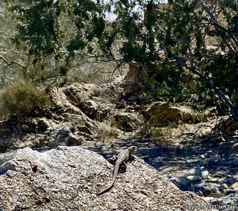 Western Side-blotched Lizard (Uta stansburiana elegans)