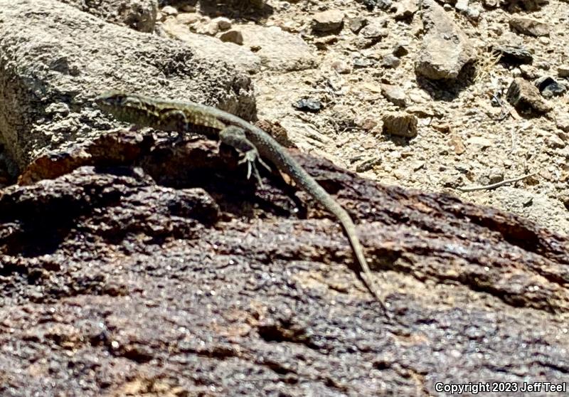 Western Side-blotched Lizard (Uta stansburiana elegans)