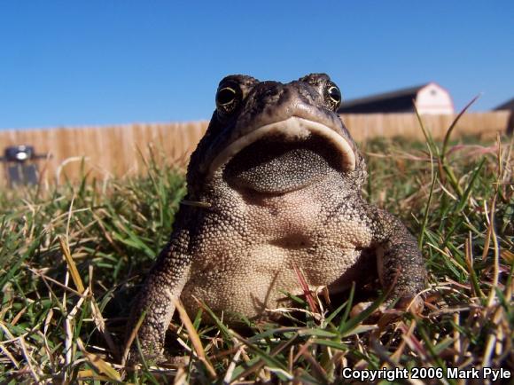 Woodhouse's Toad (Anaxyrus woodhousii woodhousii)