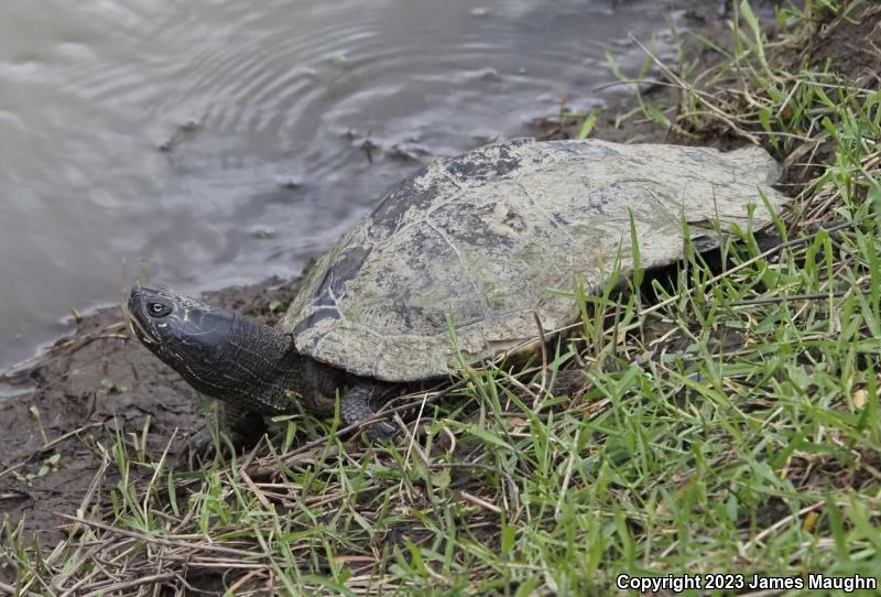 False Map Turtle (Graptemys pseudogeographica)