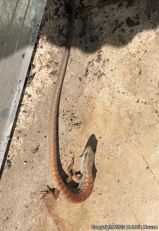 Southern Alligator Lizard (Elgaria multicarinata)