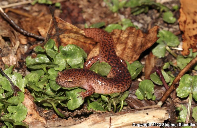 Northern Red Salamander (Pseudotriton ruber ruber)