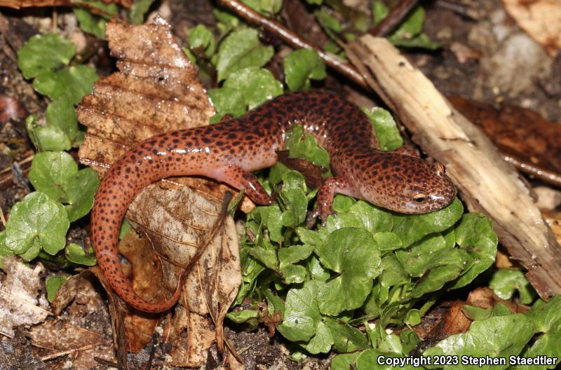 Northern Red Salamander (Pseudotriton ruber ruber)