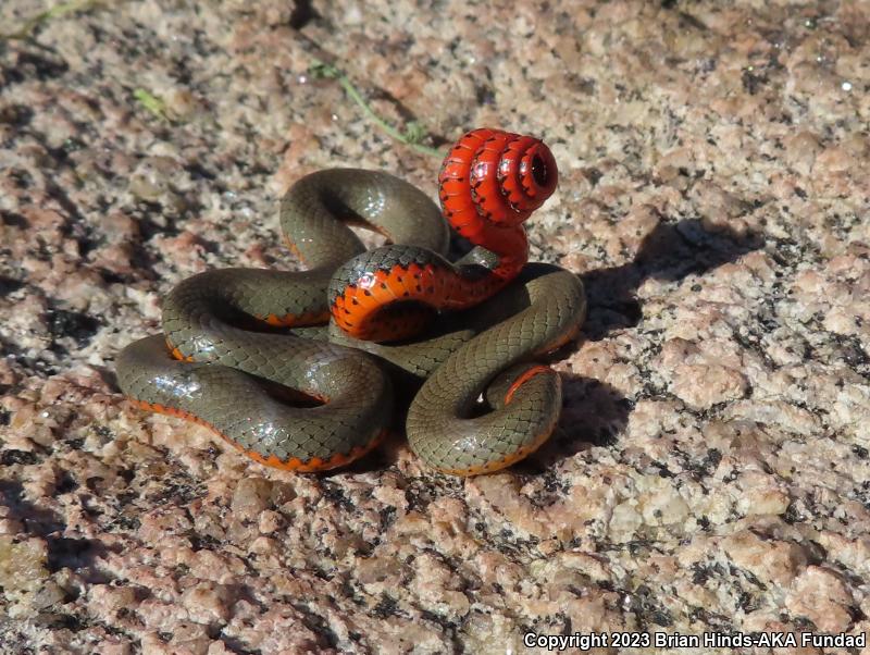 San Bernardino Ring-necked Snake (Diadophis punctatus modestus)