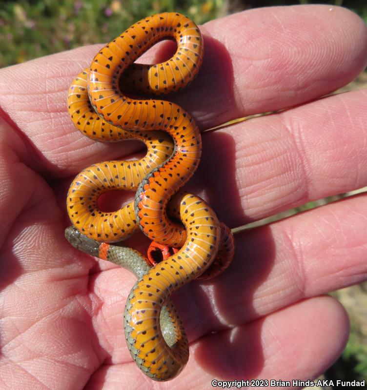 San Bernardino Ring-necked Snake (Diadophis punctatus modestus)