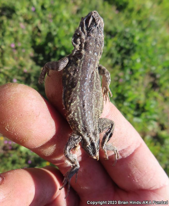 Western Side-blotched Lizard (Uta stansburiana elegans)