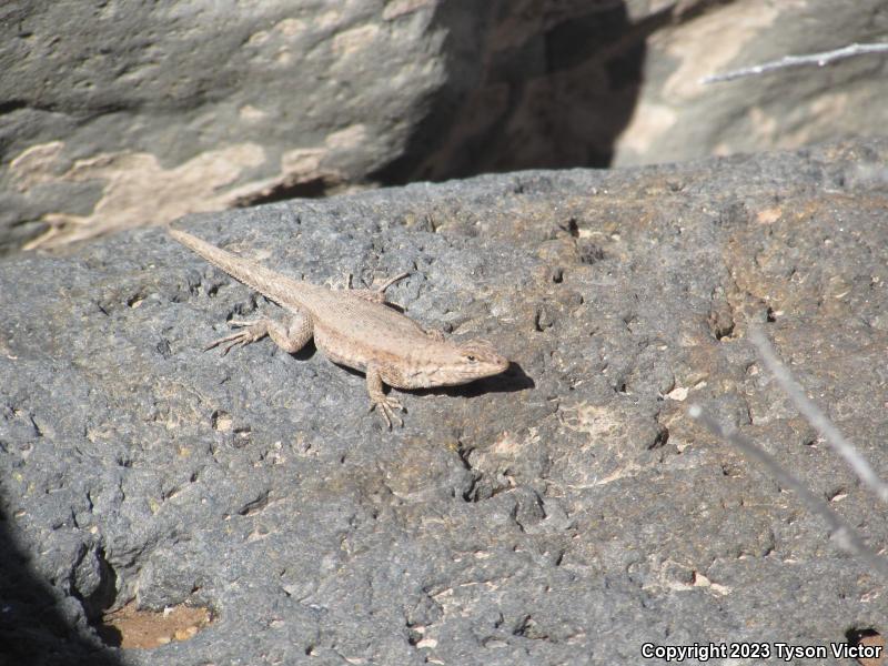 Western Side-blotched Lizard (Uta stansburiana elegans)