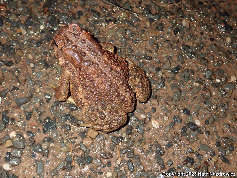 Eastern American Toad (Anaxyrus americanus americanus)