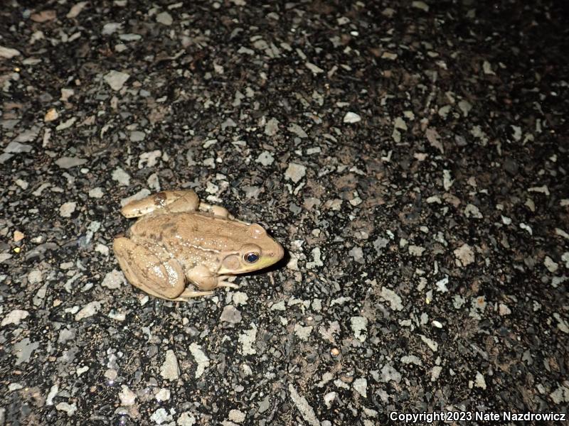 Green Frog (Lithobates clamitans)