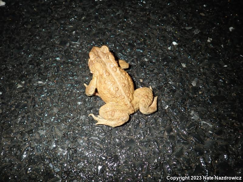 Eastern American Toad (Anaxyrus americanus americanus)