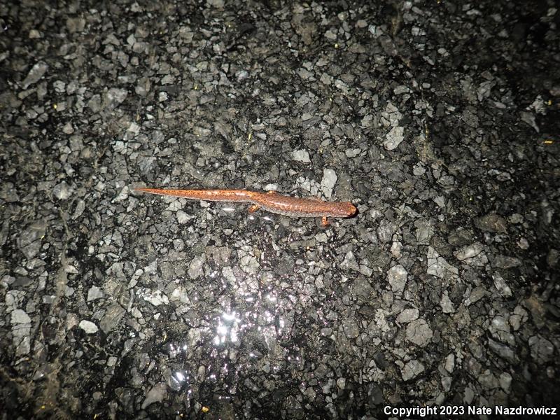 Four-toed Salamander (Hemidactylium scutatum)