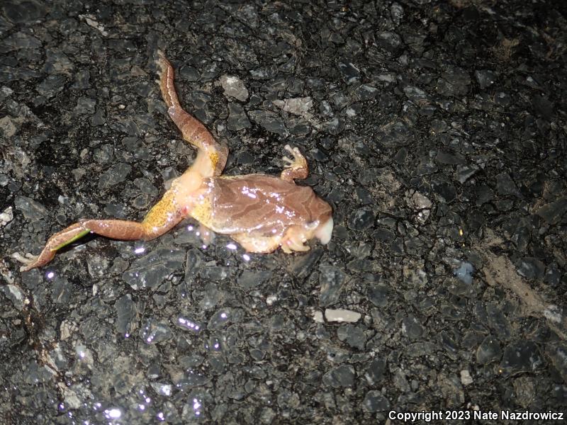 Spring Peeper (Pseudacris crucifer)