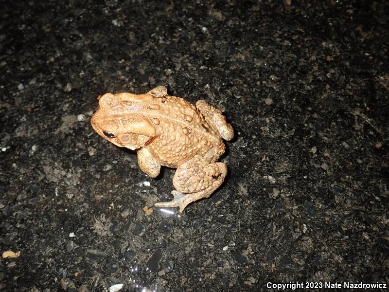 Eastern American Toad (Anaxyrus americanus americanus)