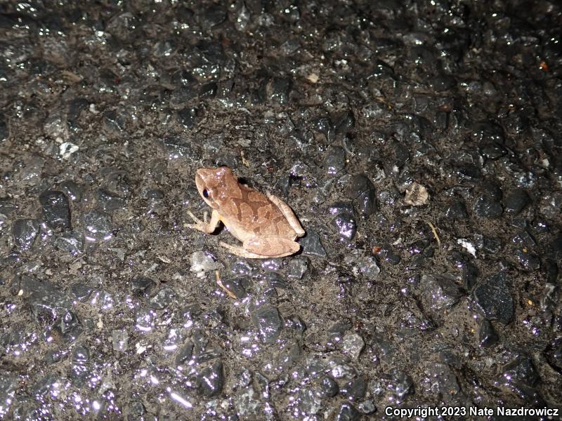 Spring Peeper (Pseudacris crucifer)