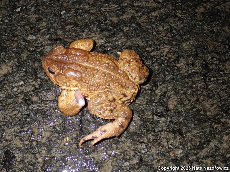 Eastern American Toad (Anaxyrus americanus americanus)