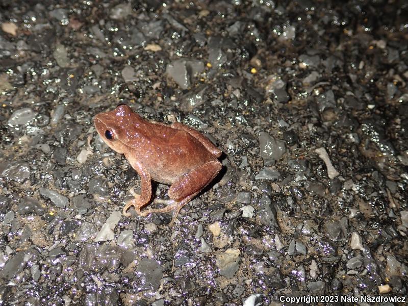 Spring Peeper (Pseudacris crucifer)