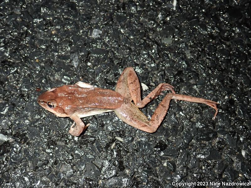 Wood Frog (Lithobates sylvaticus)