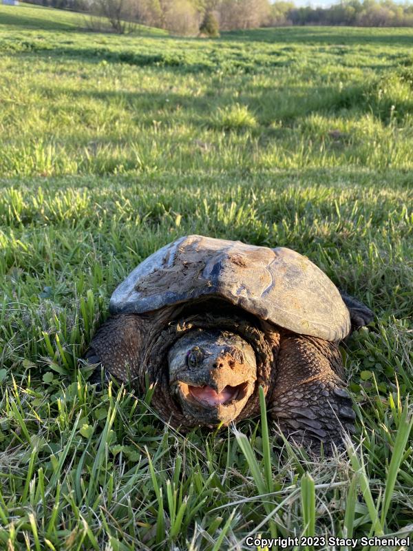 Snapping Turtle (Chelydra serpentina)