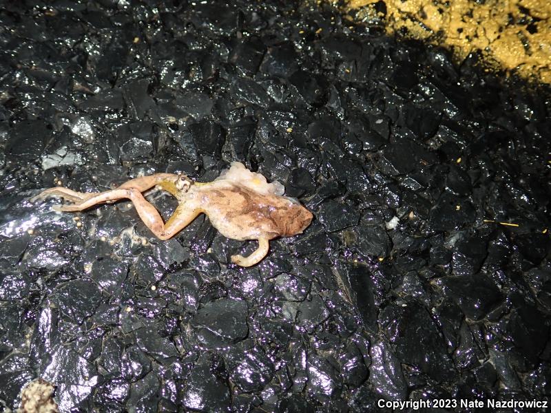 Spring Peeper (Pseudacris crucifer)