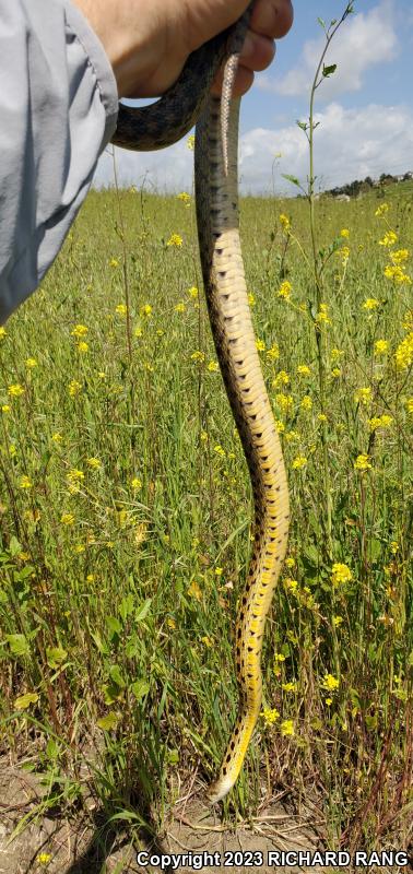 San Diego Gopher Snake (Pituophis catenifer annectens)