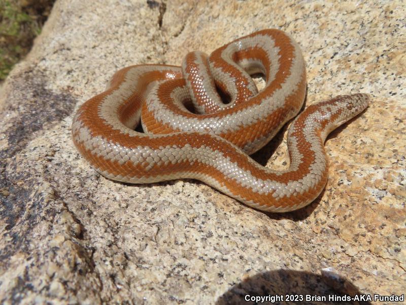 Rosy Boa (Lichanura trivirgata)