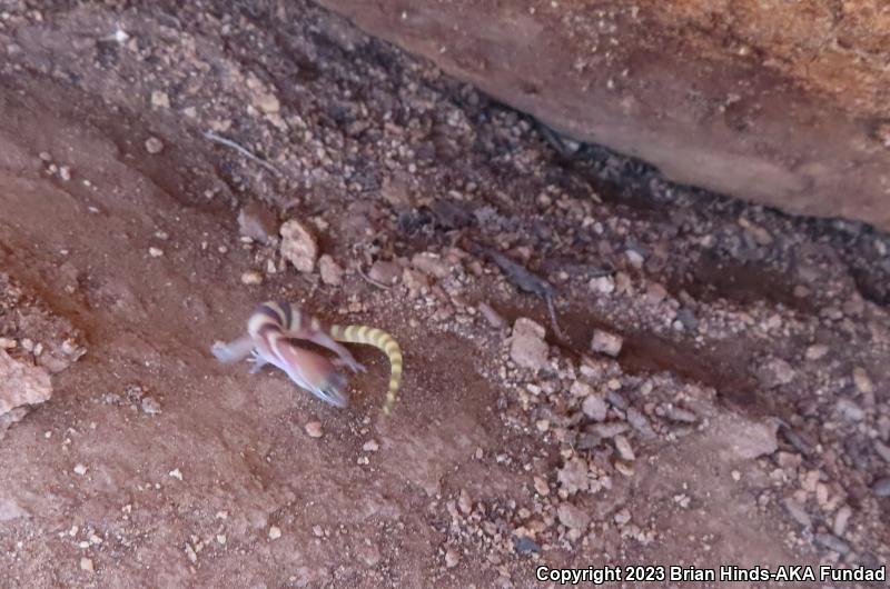 Desert Banded Gecko (Coleonyx variegatus variegatus)