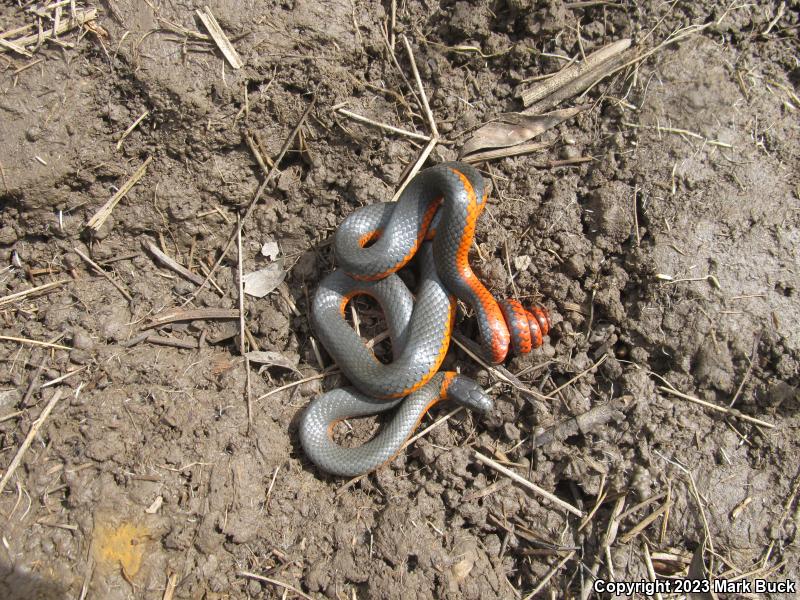 Northwestern Ring-necked Snake (Diadophis punctatus occidentalis)