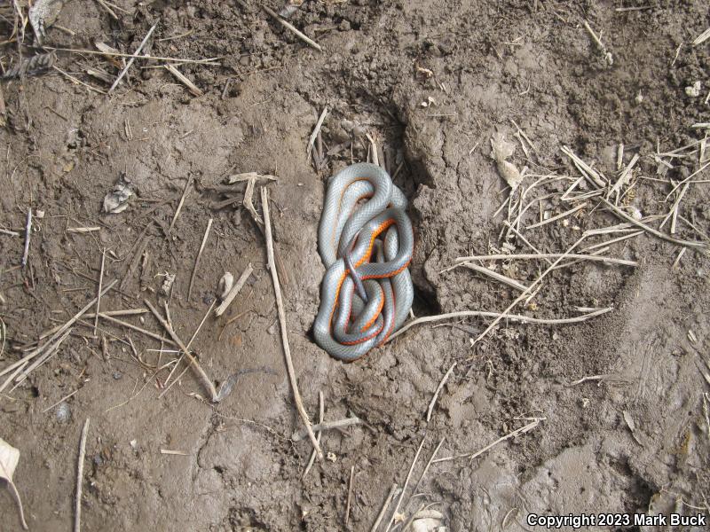 Northwestern Ring-necked Snake (Diadophis punctatus occidentalis)