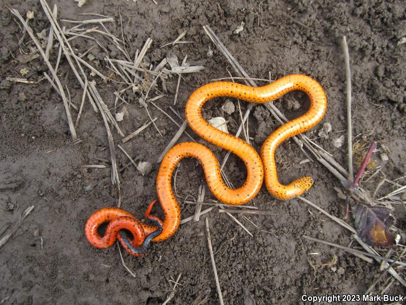 Northwestern Ring-necked Snake (Diadophis punctatus occidentalis)