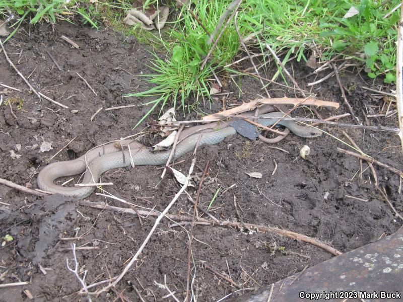 Western Yellow-bellied Racer (Coluber constrictor mormon)