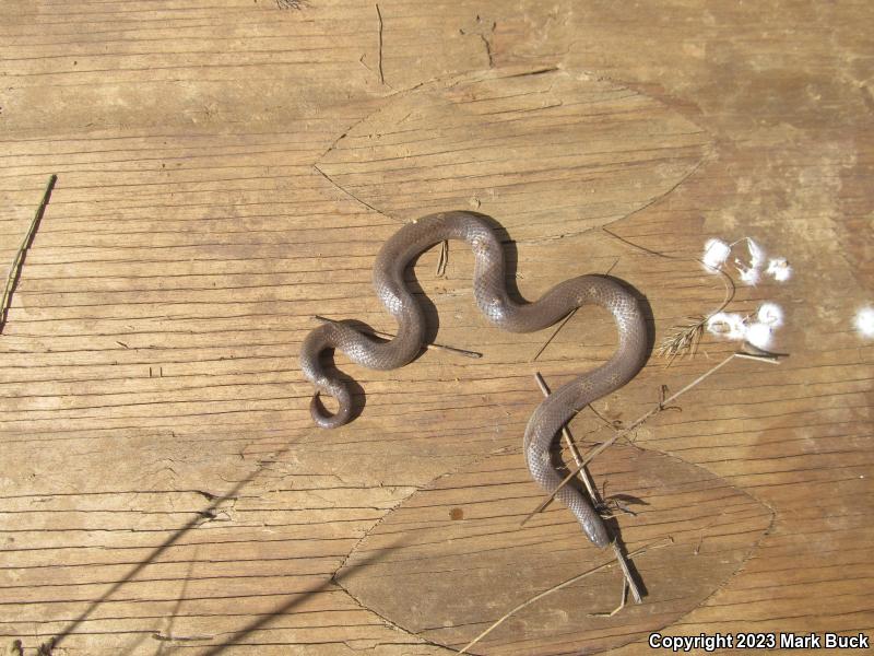 Sharp-tailed Snake (Contia tenuis)