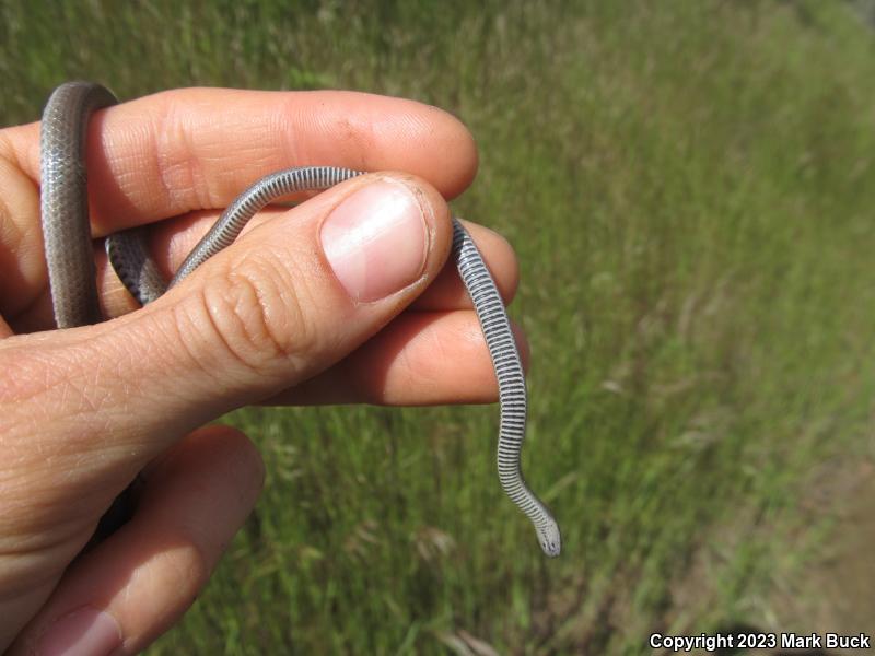 Sharp-tailed Snake (Contia tenuis)