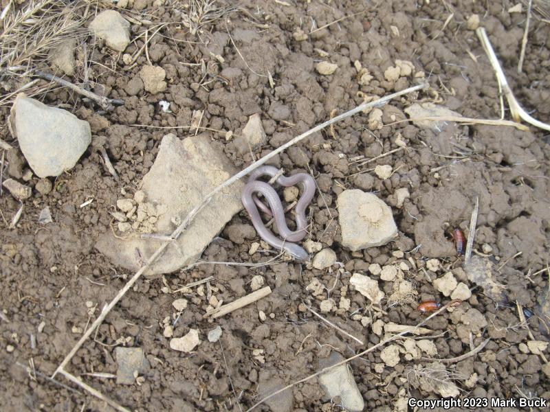 Sharp-tailed Snake (Contia tenuis)