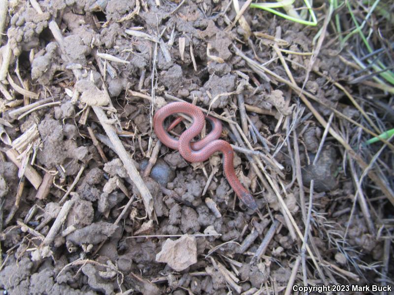 Sharp-tailed Snake (Contia tenuis)