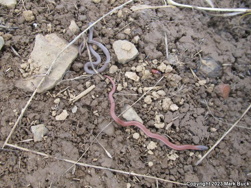 Sharp-tailed Snake (Contia tenuis)