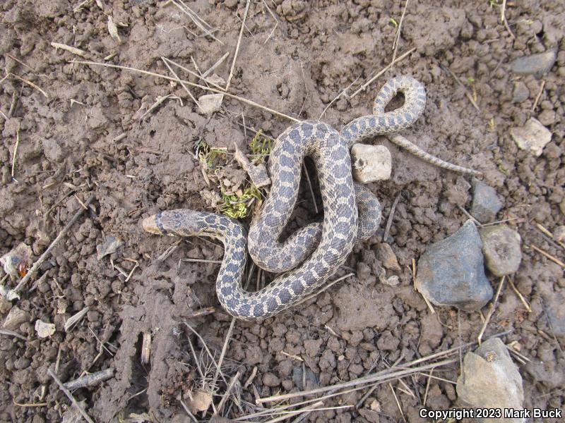 Pacific Gopher Snake (Pituophis catenifer catenifer)