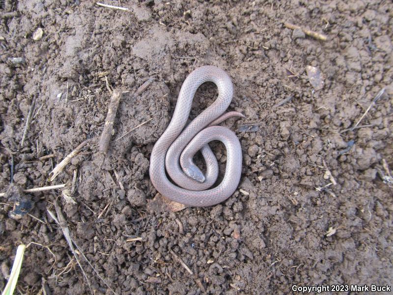 Sharp-tailed Snake (Contia tenuis)