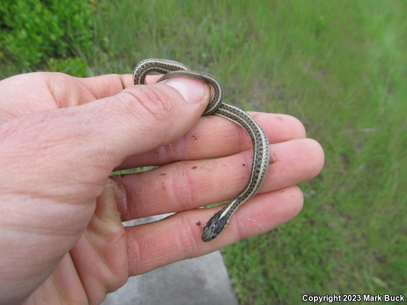 Northwestern Gartersnake (Thamnophis ordinoides)