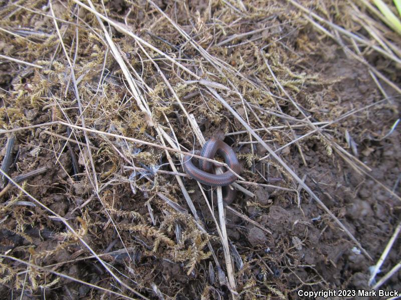 Sharp-tailed Snake (Contia tenuis)