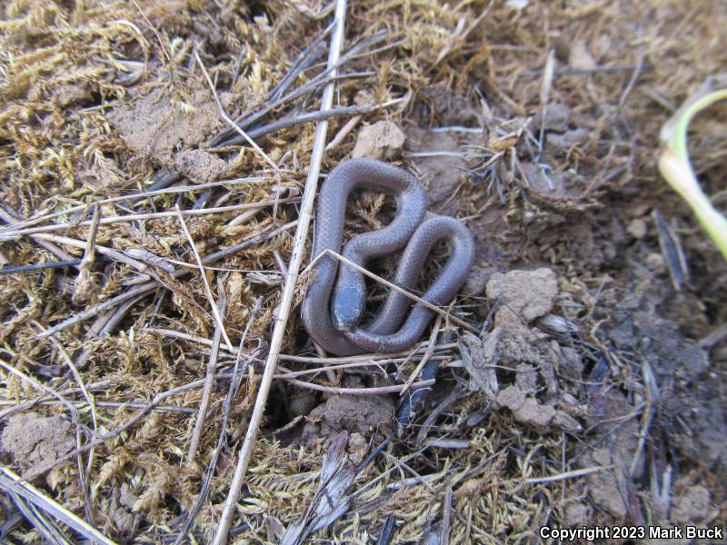 Sharp-tailed Snake (Contia tenuis)