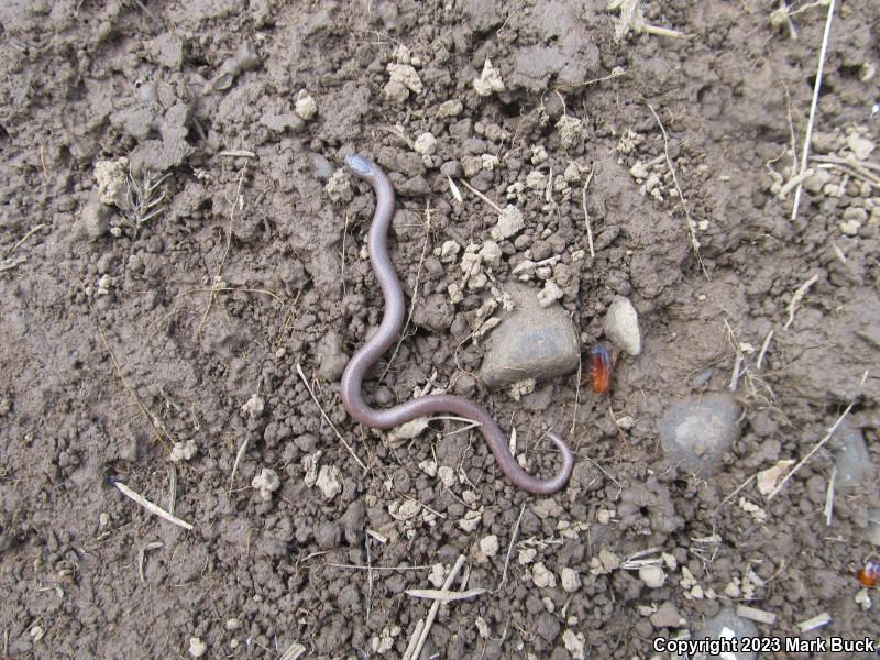 Sharp-tailed Snake (Contia tenuis)