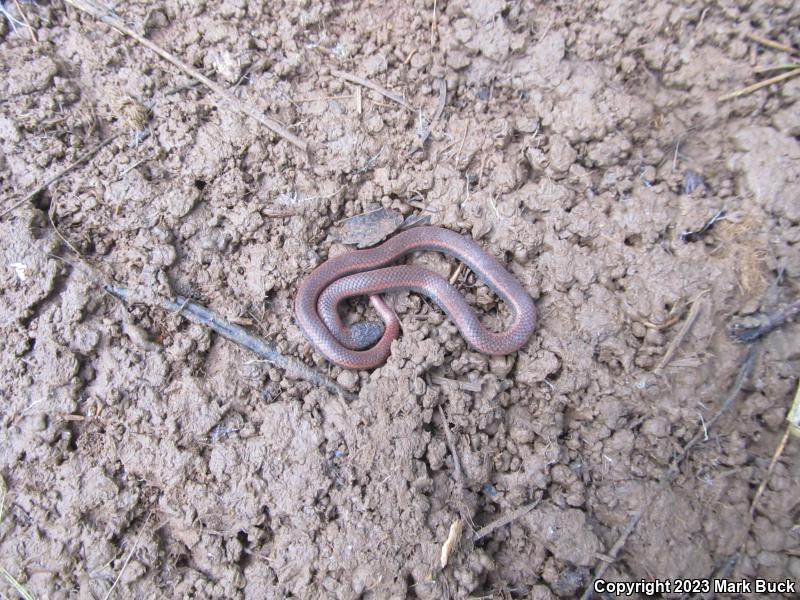 Sharp-tailed Snake (Contia tenuis)