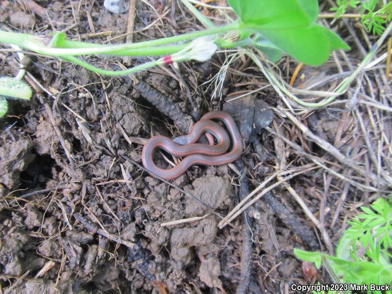 Sharp-tailed Snake (Contia tenuis)